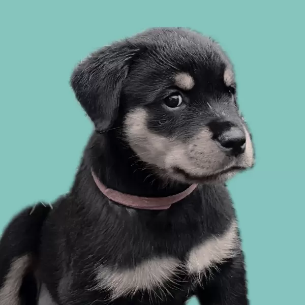 Juno Cirillo Andor Financial