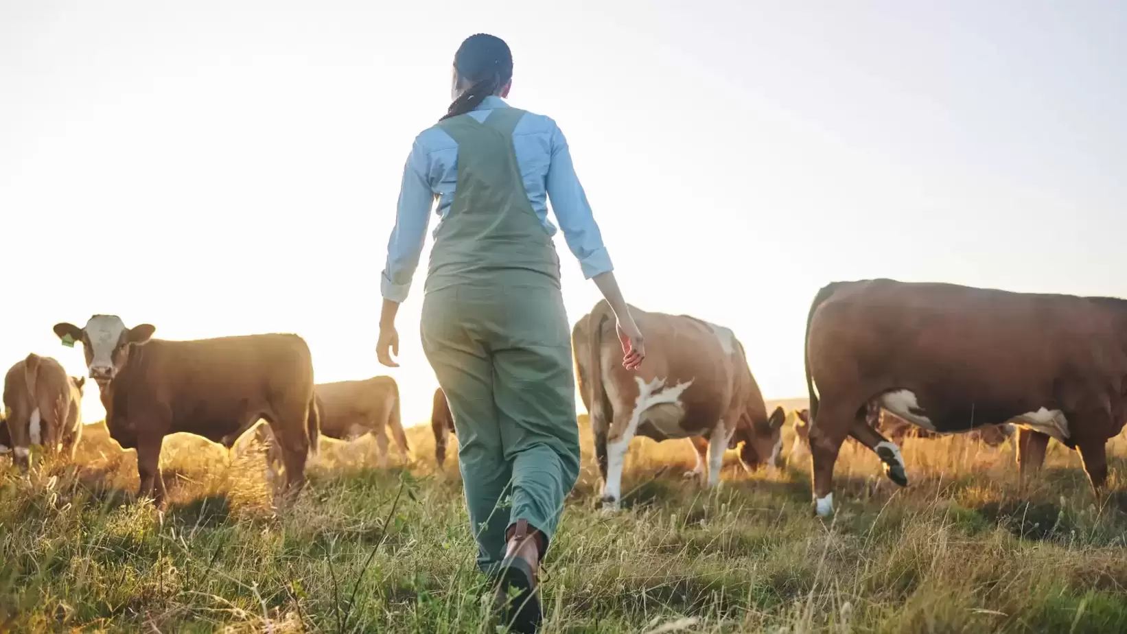 What Feeder Finance Can Help With