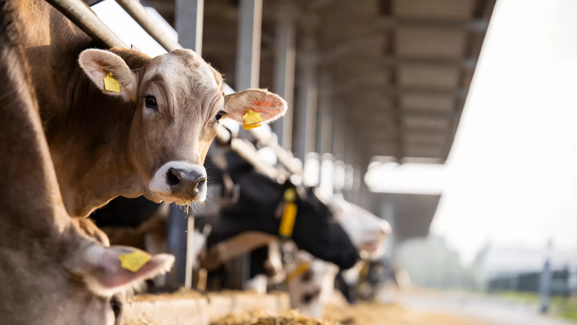 Livestock Purchase Loans